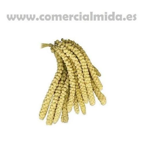 KIKI PANIZO en Espigas Extra Largas para Pájaros Exóticos - Imagen 4